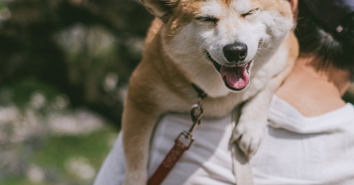 What are the 8 principles of wellness?